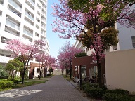 東三国桜風景1