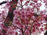 東三国桜風景