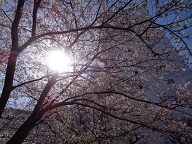 井高野1桜風景