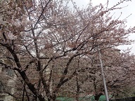 相川桜