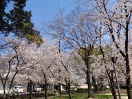 白鷺桜