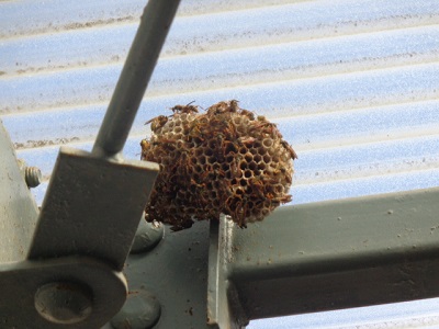 蜂の巣3