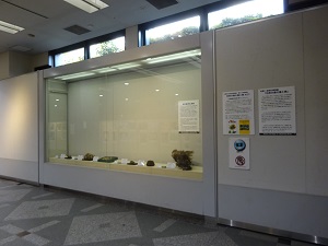 出張!自然史博物館「日本の鳥の巣と卵」展示風景1