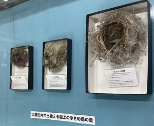 鳥の巣の写真