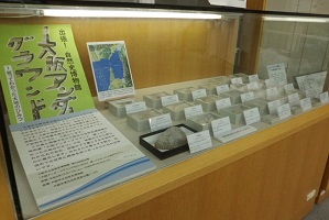大阪アンダーグラウンド展　貝の標本の写真