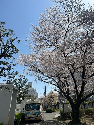 井高野１ステーションの桜