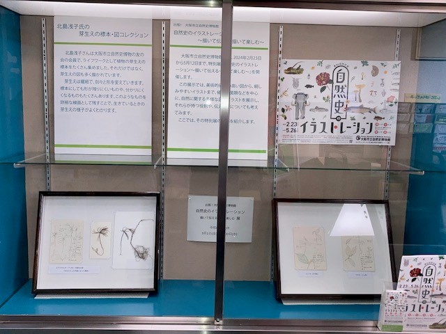 「出張！大阪自然史博物館 自然史のイラストレーション」展展示風景