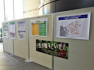 展示のようす