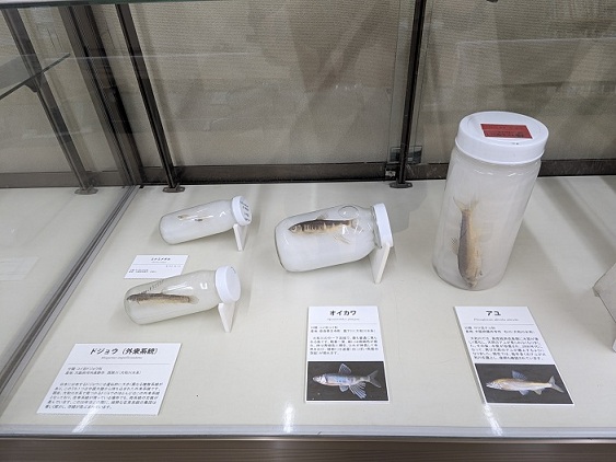 展示物写真
