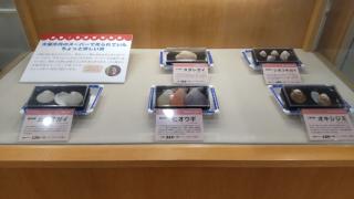 展示の写真
