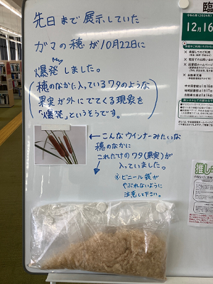 ガマの穂綿の展示の様子