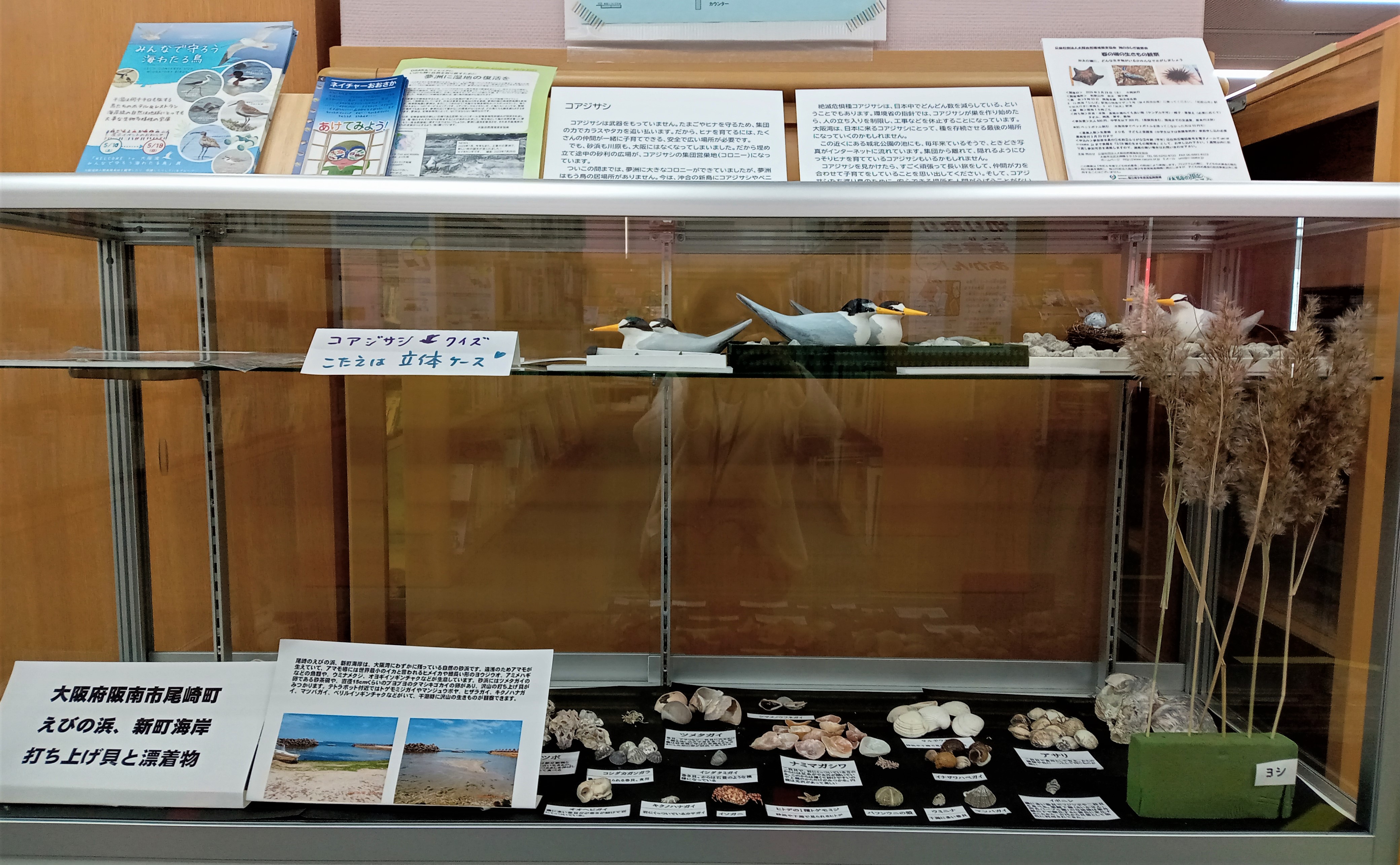 ケース展示「みんなで守ろう！大阪湾岸の生物多様性」写真
