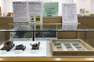 「出張！自然史博物館 街で見られる鳥の巣と卵」展