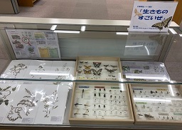 生きものすごいぜ展示架