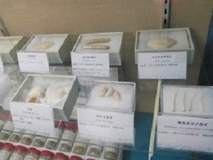 貝殻の標本