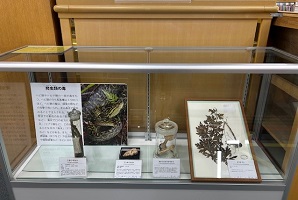 展示の写真