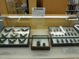 「昆虫標本」展1
