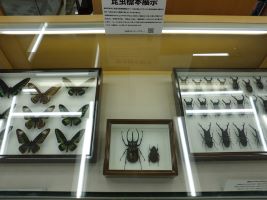 「昆虫標本」展2