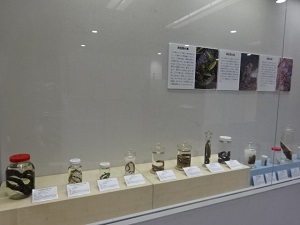 展示風景4