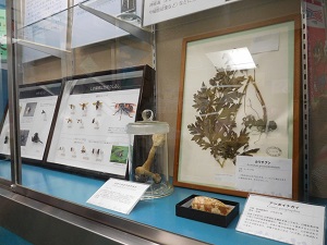 ケース展示の様子(標本)