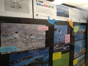 展示風景_渡り鳥の写真やパネル