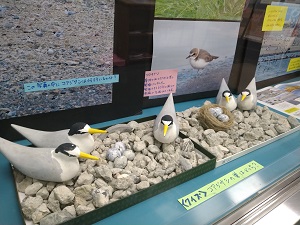 展示風景_コアジサシの模型