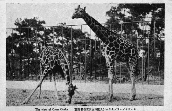 天王寺動物園えはがき 天王寺動物園えはがき