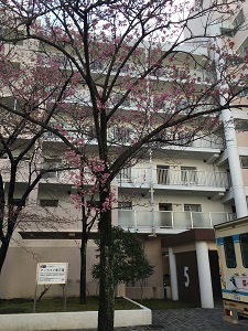 桜