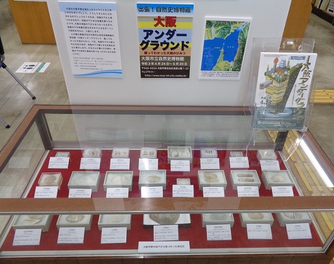 貝化石展示写真