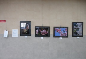 壁面に展示した写真