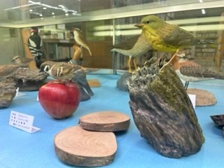 展示写真