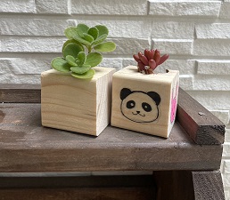 多肉植物見本
