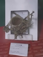 展示・R3自然史博物館_鳥の巣展 (3)