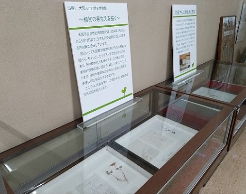 植物の芽生え展
