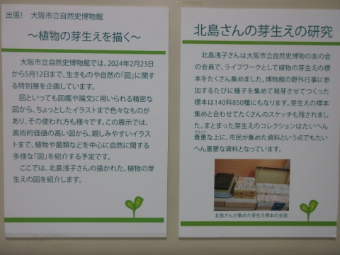 しょくぶつのめばえ1