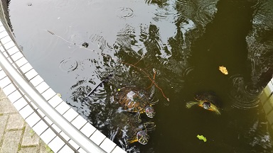 池のカメ画像