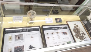 展示写真
