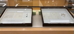 芽生えの研究展示写真2