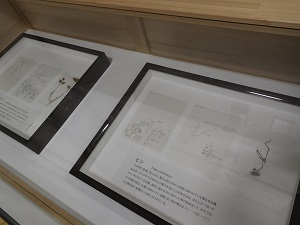 自然史展示2