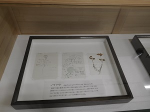 自然史展示3