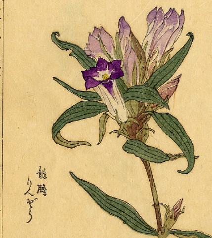 大阪市立図書館デジタルアーカイブより「草花百首　下　りんどう」