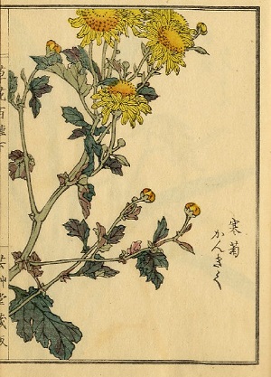 『草花百種 下』 寒菊