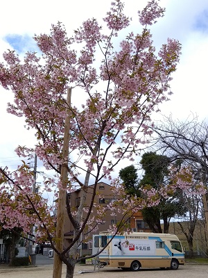 酉島公園ステーション桜1