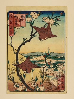野中観音桃華盛李(浪花百景)
