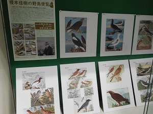 野鳥便覧1