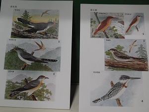 野鳥便覧2