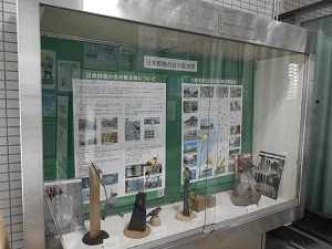 野鳥の羽とバードカービング展１