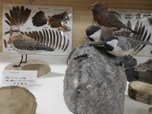 野鳥の羽とバードカービング展２