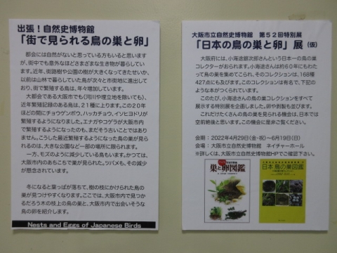 とりのすとたまご1