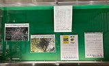 鳥の巣と卵展縦型ケース展示